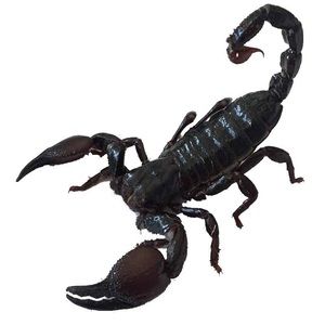 Meet your Posher, Sierra